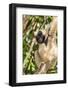 Adult Female Pileated Gibbon (Hylobates Pileatus) Adopted by Monks at Wat Hanchey-Michael Nolan-Framed Photographic Print