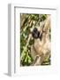 Adult Female Pileated Gibbon (Hylobates Pileatus) Adopted by Monks at Wat Hanchey-Michael Nolan-Framed Photographic Print