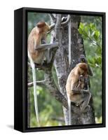 Adult Female Proboscis Monkey (Nasalis Larvatus)-Louise Murray-Framed Stretched Canvas