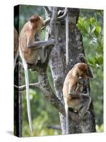 Adult Female Proboscis Monkey (Nasalis Larvatus)-Louise Murray-Stretched Canvas
