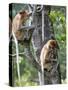 Adult Female Proboscis Monkey (Nasalis Larvatus)-Louise Murray-Stretched Canvas