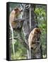 Adult Female Proboscis Monkey (Nasalis Larvatus)-Louise Murray-Framed Stretched Canvas