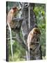 Adult Female Proboscis Monkey (Nasalis Larvatus)-Louise Murray-Stretched Canvas