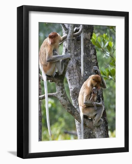 Adult Female Proboscis Monkey (Nasalis Larvatus)-Louise Murray-Framed Photographic Print