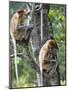 Adult Female Proboscis Monkey (Nasalis Larvatus)-Louise Murray-Mounted Photographic Print