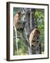 Adult Female Proboscis Monkey (Nasalis Larvatus)-Louise Murray-Framed Photographic Print