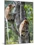 Adult Female Proboscis Monkey (Nasalis Larvatus)-Louise Murray-Mounted Photographic Print