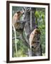 Adult Female Proboscis Monkey (Nasalis Larvatus)-Louise Murray-Framed Photographic Print