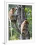 Adult Female Proboscis Monkey (Nasalis Larvatus)-Louise Murray-Framed Photographic Print