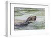 Adult female sea lion swimming. Espanola Island, Galapagos Islands, Ecuador.-Adam Jones-Framed Photographic Print