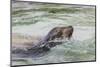 Adult female sea lion swimming. Espanola Island, Galapagos Islands, Ecuador.-Adam Jones-Mounted Photographic Print