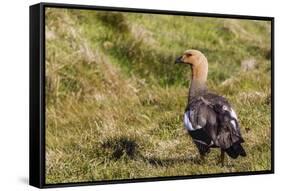 Adult Female Upland Goose (Chloephaga Picta)-Michael Nolan-Framed Stretched Canvas