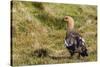 Adult Female Upland Goose (Chloephaga Picta)-Michael Nolan-Stretched Canvas