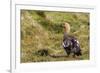 Adult Female Upland Goose (Chloephaga Picta)-Michael Nolan-Framed Photographic Print