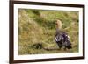 Adult Female Upland Goose (Chloephaga Picta)-Michael Nolan-Framed Photographic Print