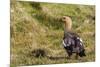 Adult Female Upland Goose (Chloephaga Picta)-Michael Nolan-Mounted Photographic Print