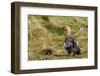 Adult Female Upland Goose (Chloephaga Picta)-Michael Nolan-Framed Photographic Print