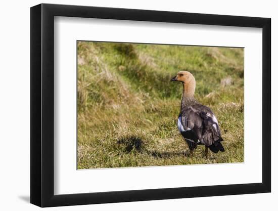 Adult Female Upland Goose (Chloephaga Picta)-Michael Nolan-Framed Photographic Print