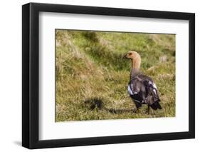 Adult Female Upland Goose (Chloephaga Picta)-Michael Nolan-Framed Photographic Print