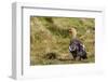 Adult Female Upland Goose (Chloephaga Picta)-Michael Nolan-Framed Photographic Print