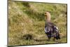 Adult Female Upland Goose (Chloephaga Picta)-Michael Nolan-Mounted Photographic Print