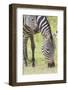 Adult Female Zebra Grazing with Her Colt, Ngorongoro, Tanzania-James Heupel-Framed Photographic Print