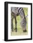 Adult Female Zebra Grazing with Her Colt, Ngorongoro, Tanzania-James Heupel-Framed Photographic Print