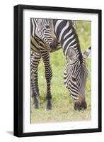 Adult Female Zebra Grazing with Her Colt, Ngorongoro, Tanzania-James Heupel-Framed Photographic Print