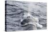 Adult Fin Whale (Balaenoptera Physalus) Surfacing Near Gosbergkilen-Michael Nolan-Stretched Canvas