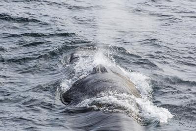 https://imgc.allpostersimages.com/img/posters/adult-fin-whale-balaenoptera-physalus-surfacing-near-gosbergkilen_u-L-PNEZUP0.jpg?artPerspective=n