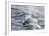 Adult Fin Whale (Balaenoptera Physalus) Surfacing Near Gosbergkilen-Michael Nolan-Framed Photographic Print