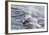 Adult Fin Whale (Balaenoptera Physalus) Surfacing Near Gosbergkilen-Michael Nolan-Framed Photographic Print