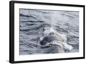 Adult Fin Whale (Balaenoptera Physalus) Surfacing Near Gosbergkilen-Michael Nolan-Framed Photographic Print