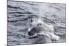 Adult Fin Whale (Balaenoptera Physalus) Surfacing Near Gosbergkilen-Michael Nolan-Mounted Photographic Print