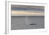 Adult Fin Whale (Balaenoptera Physalus) Surfacing Off the West Coast of Spitsbergen-Michael Nolan-Framed Photographic Print