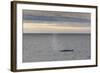 Adult Fin Whale (Balaenoptera Physalus) Surfacing Off the West Coast of Spitsbergen-Michael Nolan-Framed Photographic Print