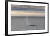 Adult Fin Whale (Balaenoptera Physalus) Surfacing Off the West Coast of Spitsbergen-Michael Nolan-Framed Photographic Print