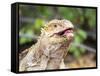 Adult Galapagos land iguana (Conolophus subcristatus), feeding in Urbina Bay-Michael Nolan-Framed Stretched Canvas