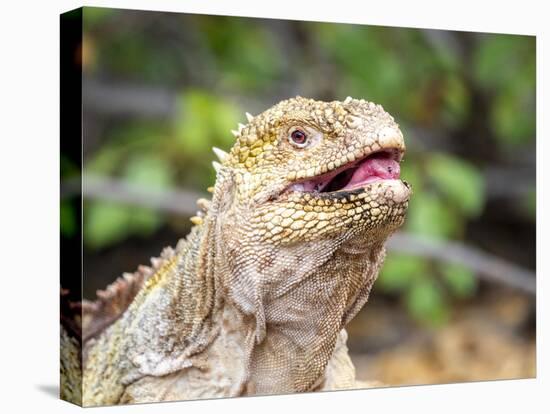 Adult Galapagos land iguana (Conolophus subcristatus), feeding in Urbina Bay-Michael Nolan-Stretched Canvas