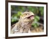 Adult Galapagos land iguana (Conolophus subcristatus), feeding in Urbina Bay-Michael Nolan-Framed Photographic Print