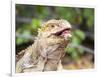 Adult Galapagos land iguana (Conolophus subcristatus), feeding in Urbina Bay-Michael Nolan-Framed Photographic Print