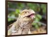 Adult Galapagos land iguana (Conolophus subcristatus), feeding in Urbina Bay-Michael Nolan-Framed Photographic Print