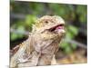 Adult Galapagos land iguana (Conolophus subcristatus), feeding in Urbina Bay-Michael Nolan-Mounted Photographic Print