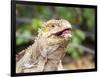 Adult Galapagos land iguana (Conolophus subcristatus), feeding in Urbina Bay-Michael Nolan-Framed Photographic Print