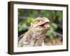 Adult Galapagos land iguana (Conolophus subcristatus), feeding in Urbina Bay-Michael Nolan-Framed Photographic Print