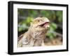 Adult Galapagos land iguana (Conolophus subcristatus), feeding in Urbina Bay-Michael Nolan-Framed Photographic Print