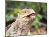 Adult Galapagos land iguana (Conolophus subcristatus), feeding in Urbina Bay-Michael Nolan-Mounted Photographic Print