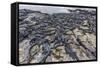 Adult Galapagos Marine Iguanas (Amblyrhynchus Cristatus) Basking-Michael Nolan-Framed Stretched Canvas