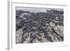 Adult Galapagos Marine Iguanas (Amblyrhynchus Cristatus) Basking-Michael Nolan-Framed Photographic Print