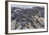 Adult Galapagos Marine Iguanas (Amblyrhynchus Cristatus) Basking-Michael Nolan-Framed Photographic Print